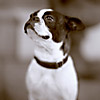 Molly (3)
